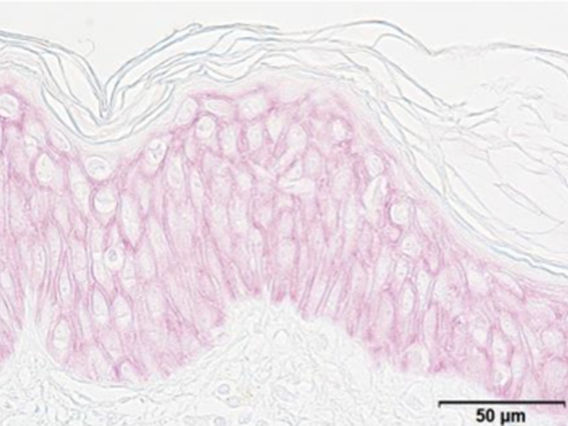 Powercell Serum + Stress & Ozone