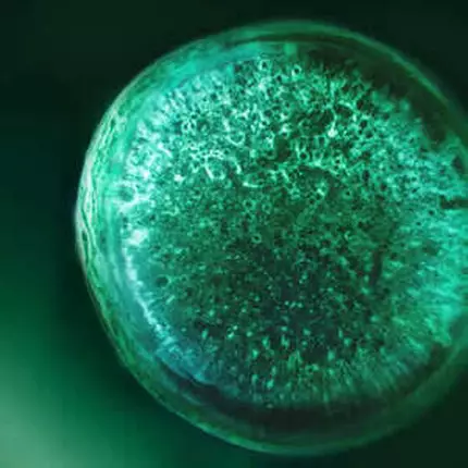 Microscopic close-up of a green samphire cell core.