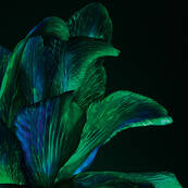 Powercell Skin Rehab  Youth Grafter Regenerating Night Serum